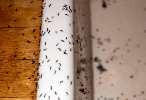 Best Affordable Pest Control Services  in Spooner, WI